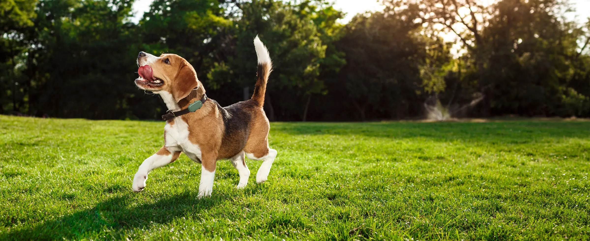 Beagle mit dem LocoGPS L2 am Halsband auf einer Wiese