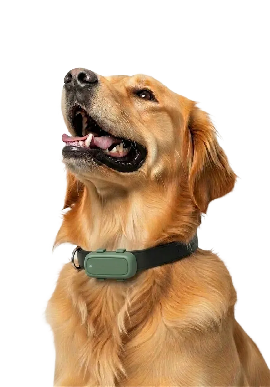 Golden Retriever mit dem LocoGPS L2 am Halsband